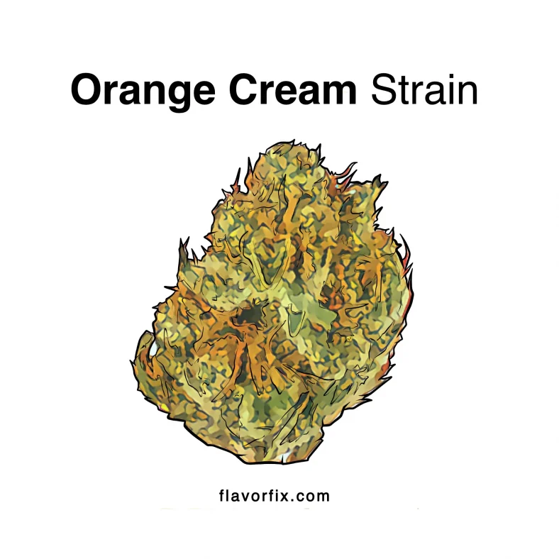 Orange-Cream-Strain