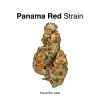 Panama-Red-Strain