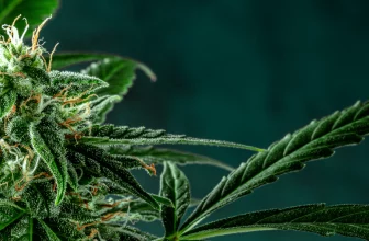 History of Cannabis