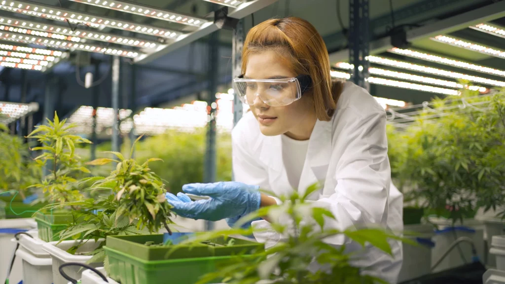 Trending Cannabis Jobs – Top 8 Best Cannabis Industry Jobs Today