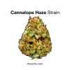 cannalope haze strain