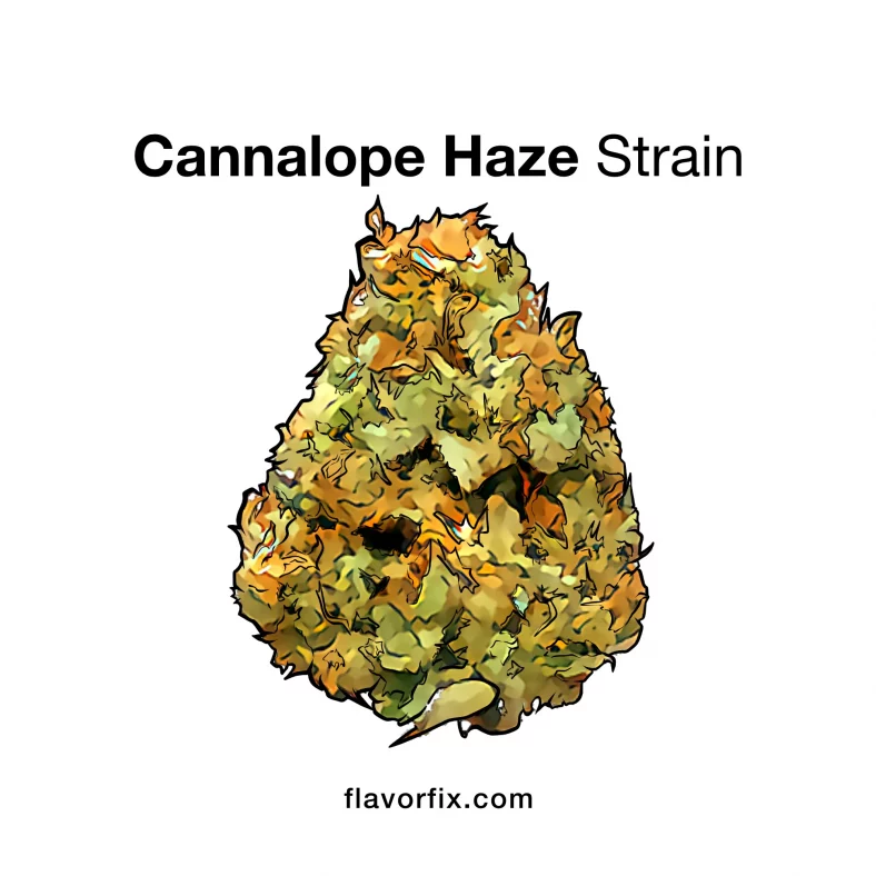 Cannalope Haze Strain — It’ll Leave You in a Happy Daze