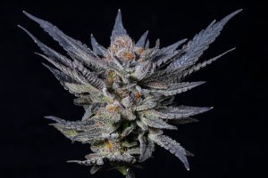 Southwest Cannabis - Espanola