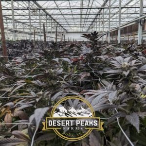 OSO Cannabis Company - Clovis
