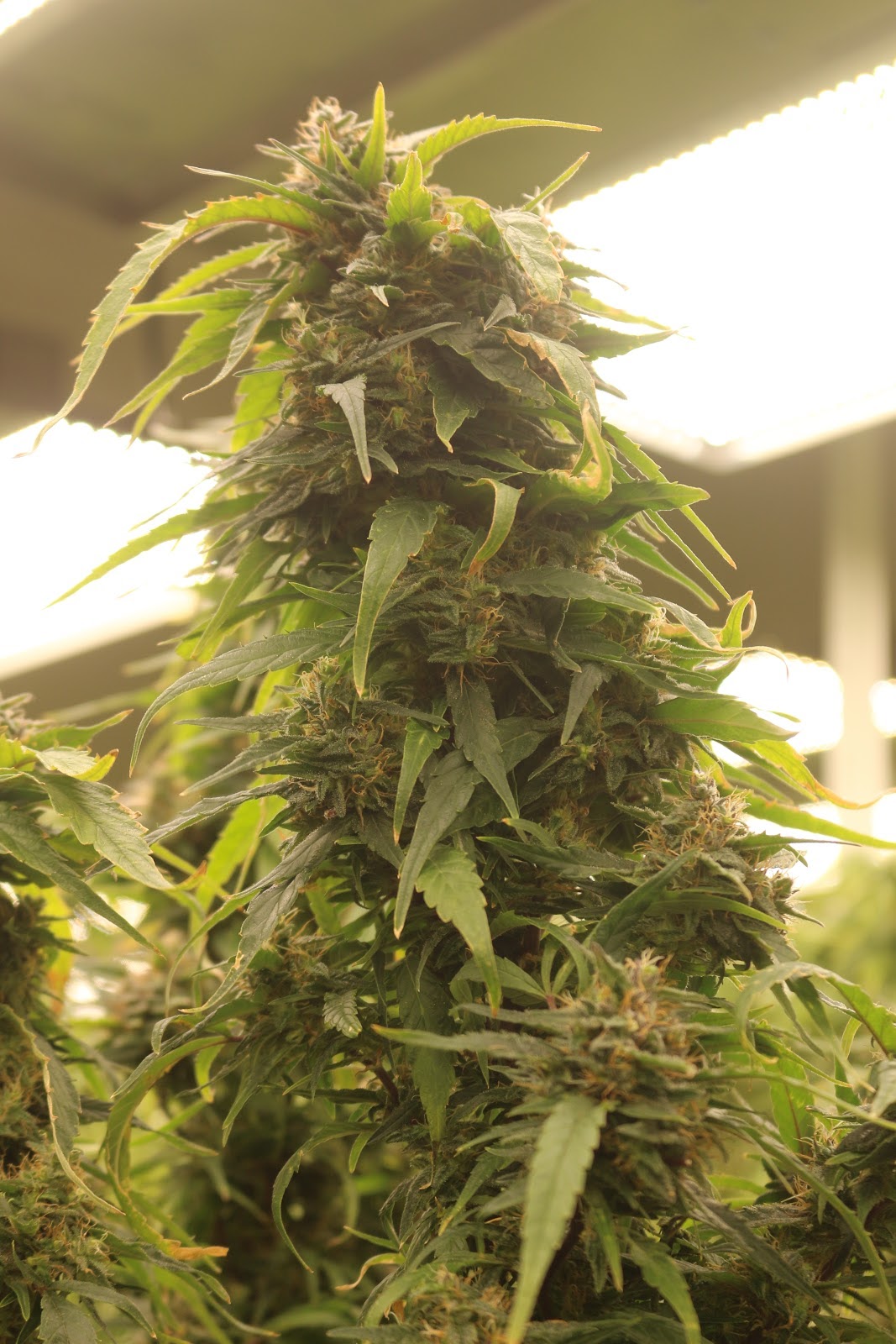 Listing slider image 2