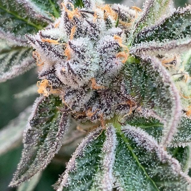 Listing slider image 2