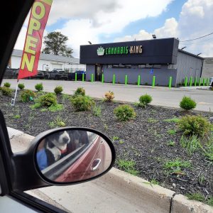 Cannabis King - Burton