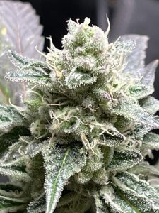 The Cannabis Outlet LLC - Lexington