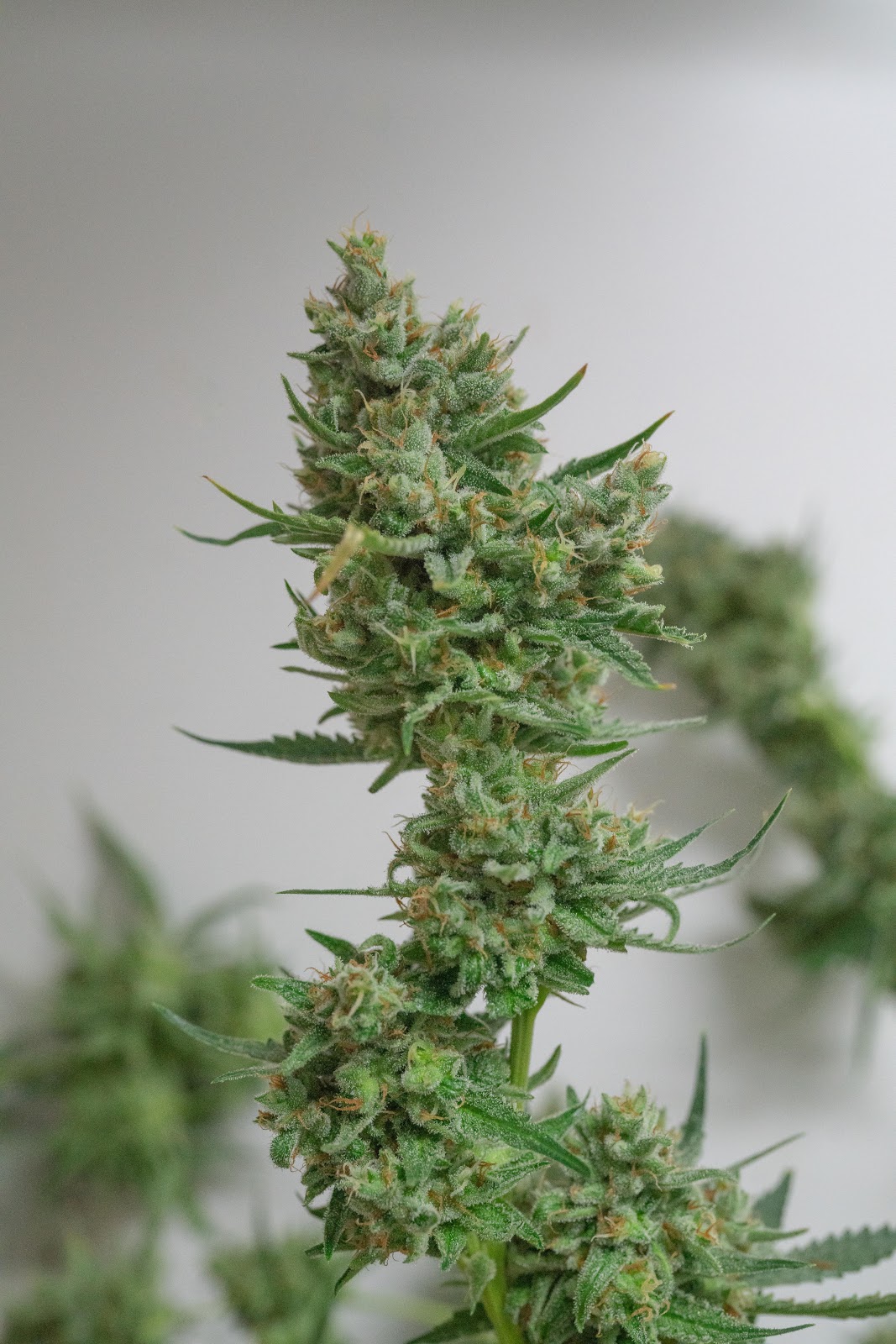 Listing slider image 2