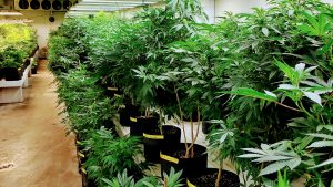 KILLER CANNABIS