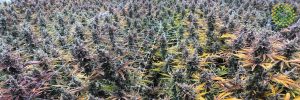 Trulieve Medical Cannabis Dispensary Belle