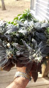 Mountain Daze Smoke Shop - Ruidoso Downs