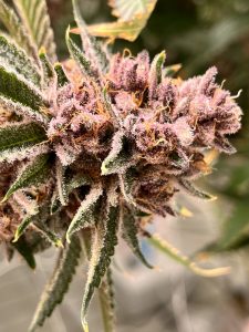 Glorious Cannabis Company - Rochester Hills