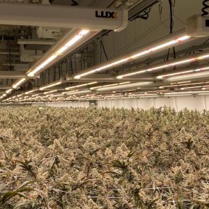 Cannibus - New York