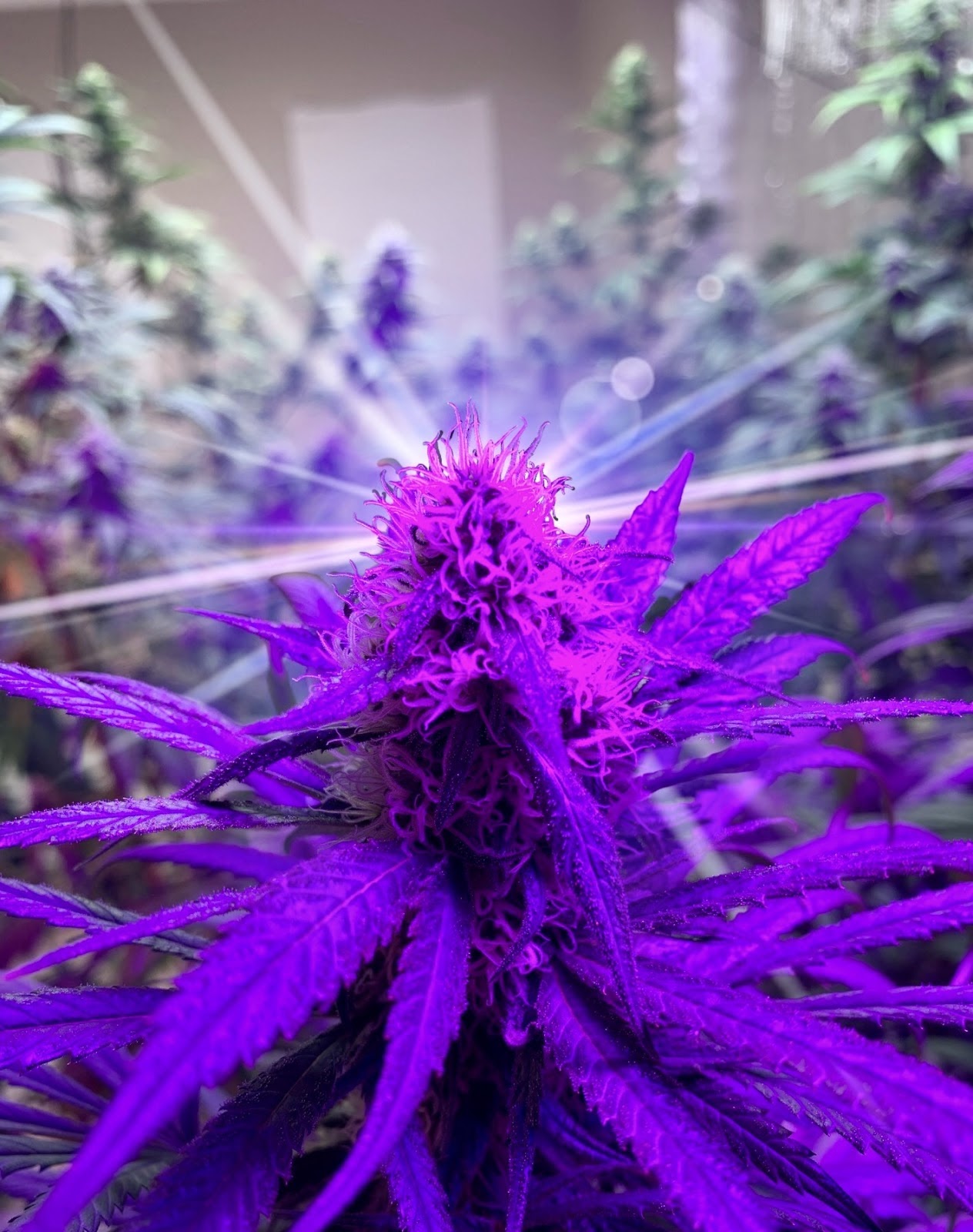 Listing slider image 2