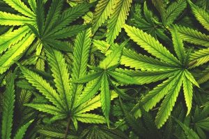 Kured Cannabis Co. - Oklahoma City