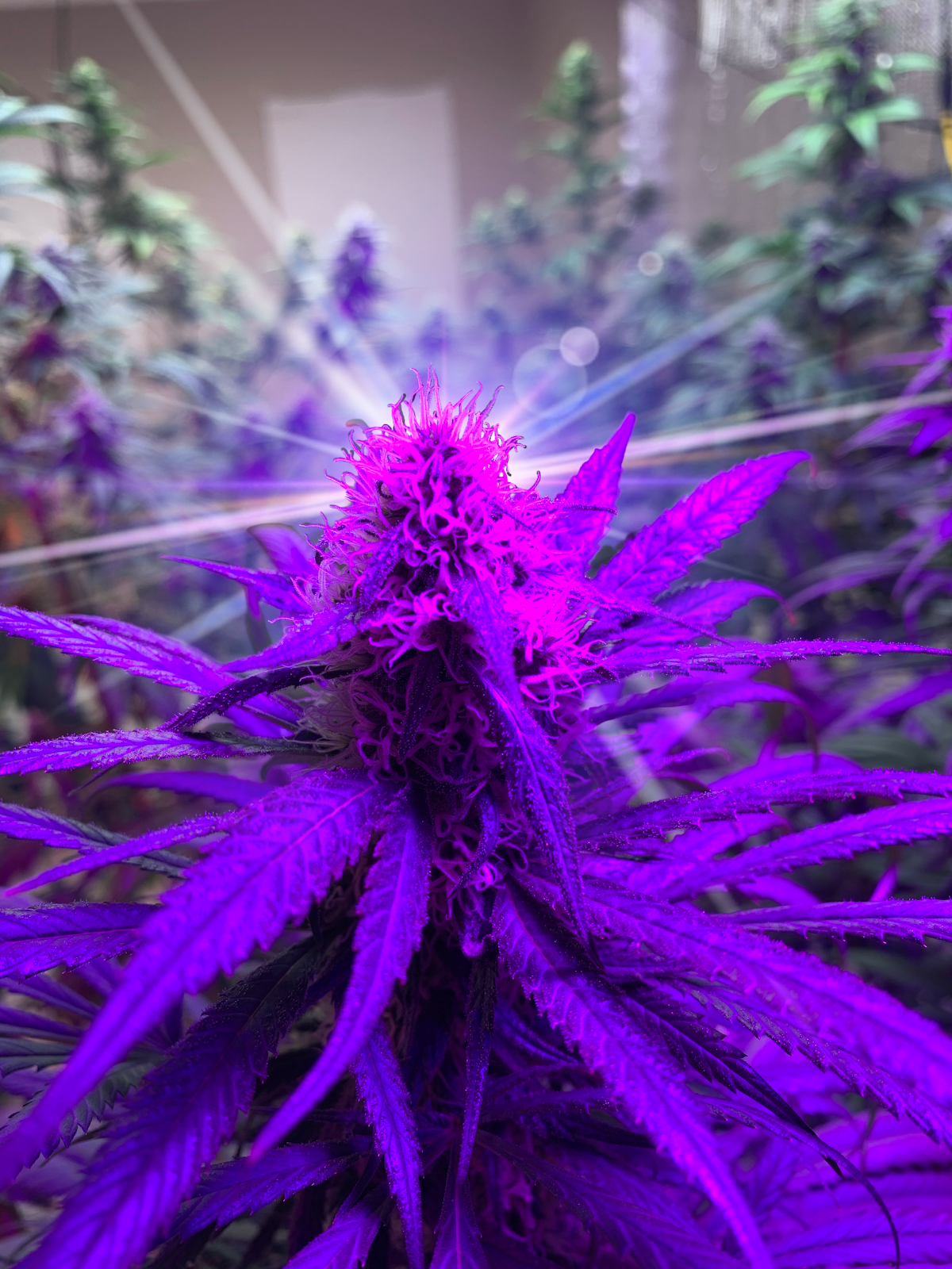 Listing slider image 2