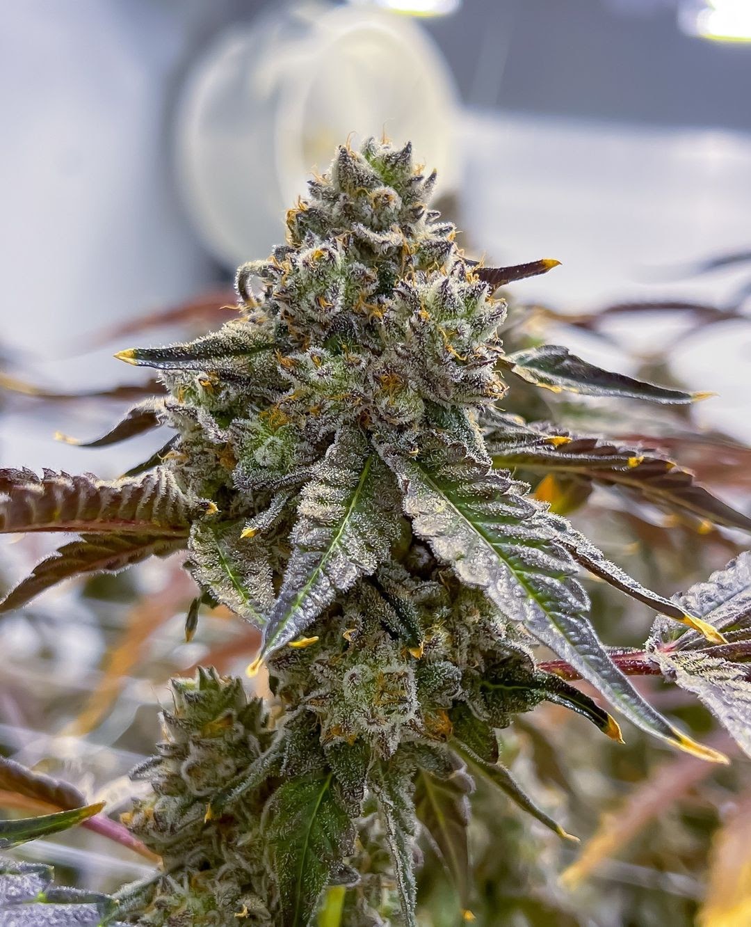 Listing slider image 2