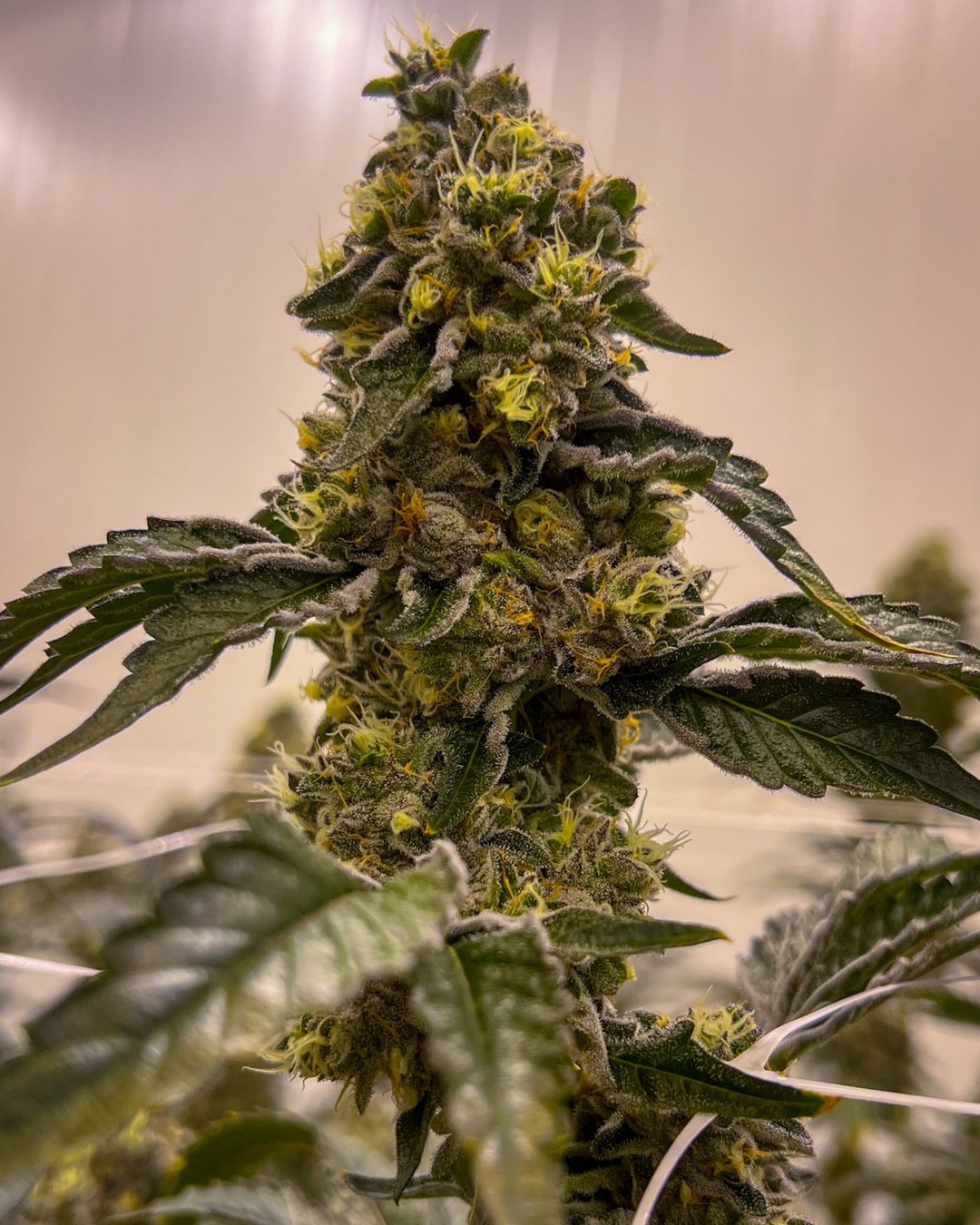 Listing slider image 2