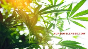 Nurse Cannabis Dispensary - Burlington