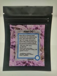 Cannabis Feminized Seeds - Great Barrington