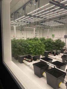 Northern Native Cannabis Company - Kalkaska