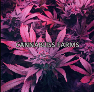Cannabliss Farms - Lovington