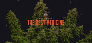 The Territory Cannabis Company - Ada