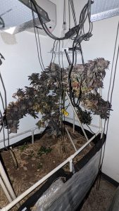 Ok Aloha Dispensary - Tulsa