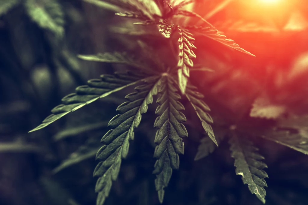 5 Thanksgiving Weed Strains To Try With Friends Flavor Fix