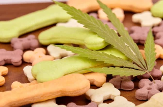 cbd dog treats for anxiety