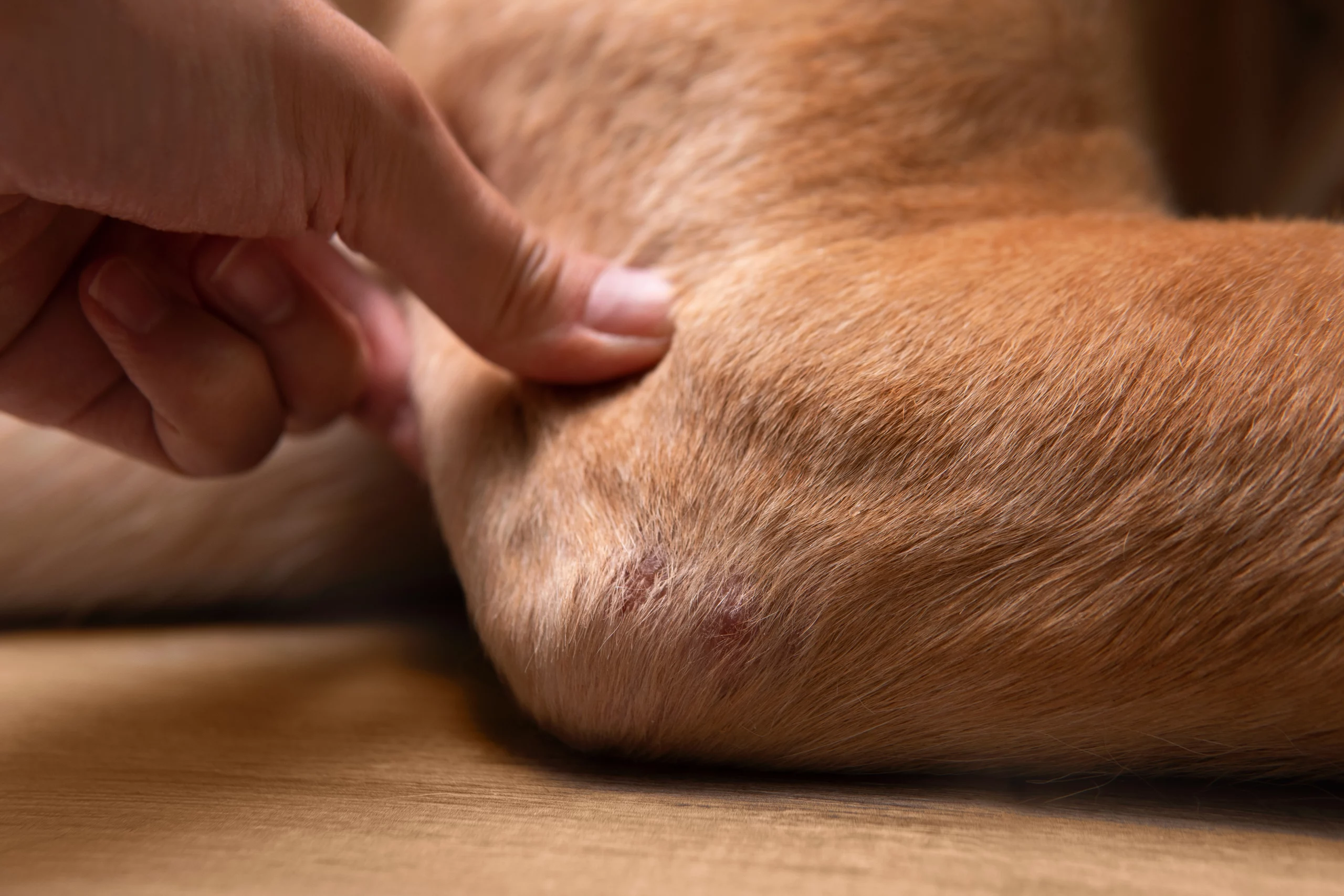 CBD oil for dogs' joint pain