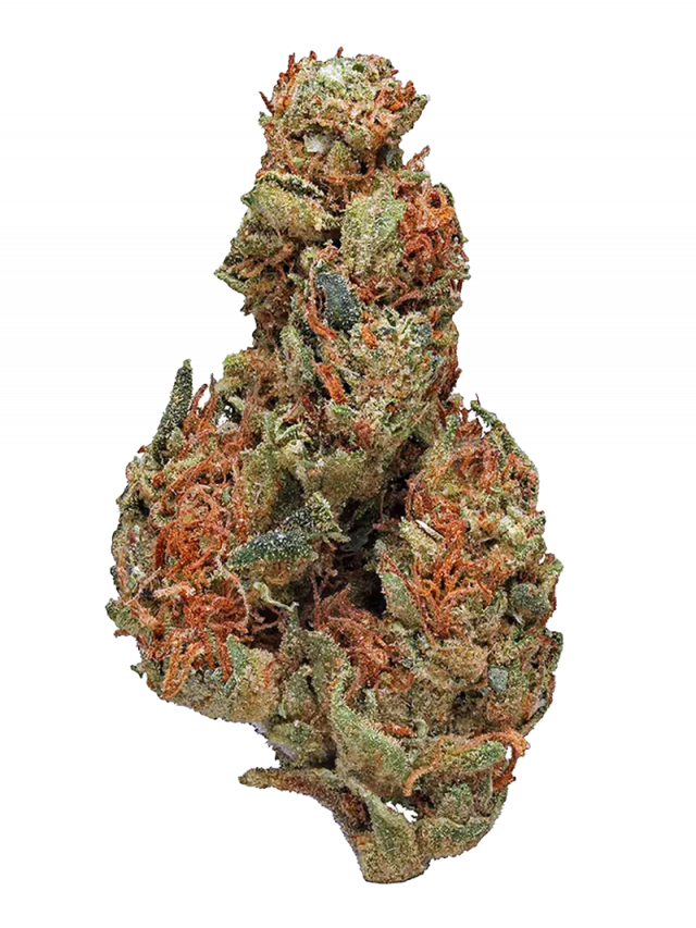 Panama Red Strain — A Superstar From the ’60s