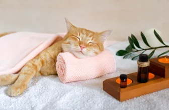 pet care products