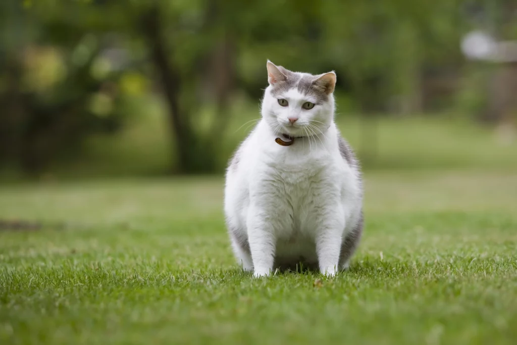 CBD Against Pet Obesity