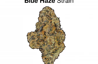 blue haze strain