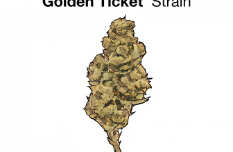 golden ticket strain