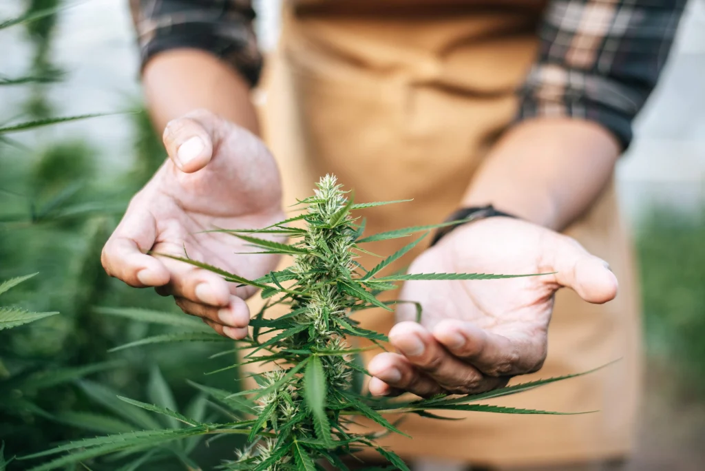 weed farmer holding a plant