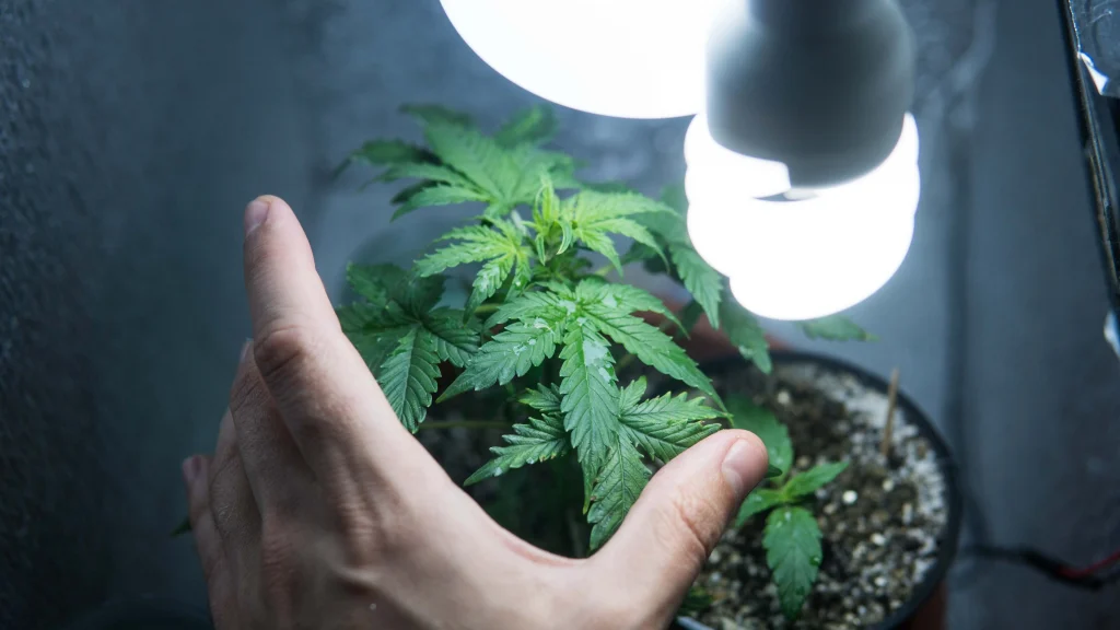 Weed plant with hand under a light