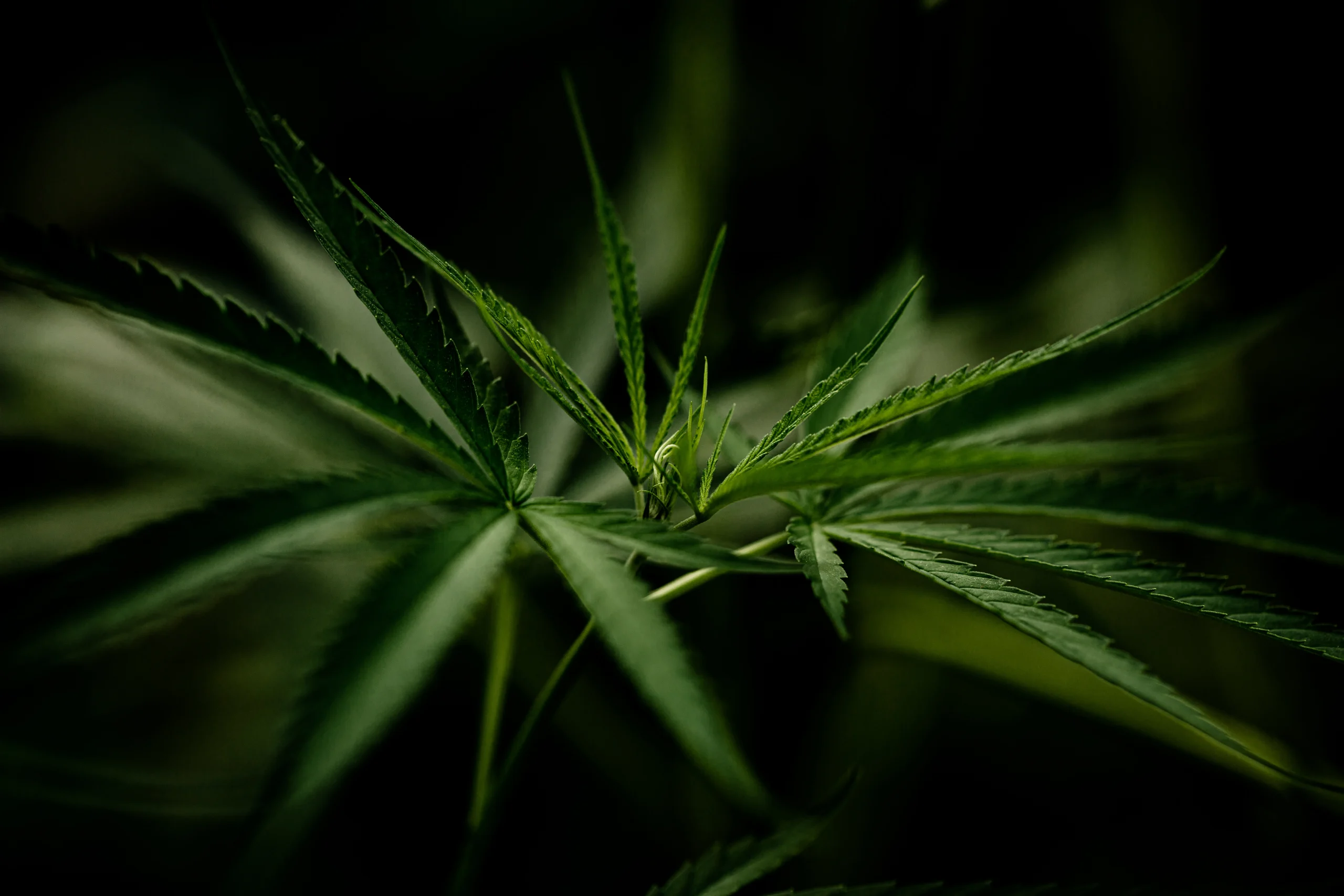 cannabis-marijuana-leaf-closeup