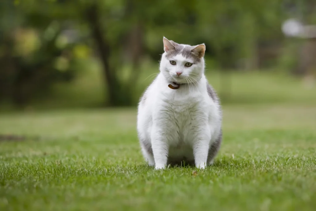 CBD Against Pet Obesity | Flavor Fix