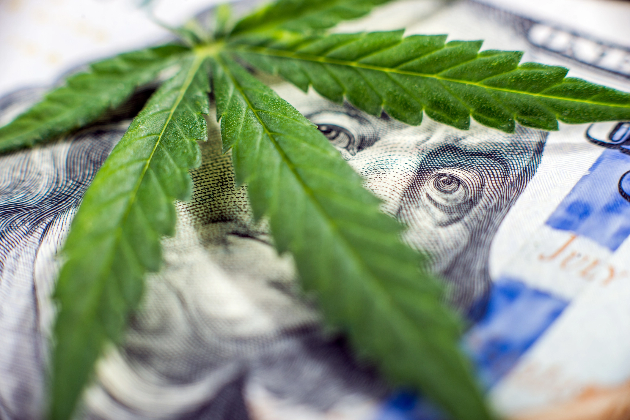 Insights from Ganjapreneur's U.S. Cannabis Consumer Survey cannabis survey