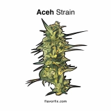 Marijuana Strains Aceh Strain — A Superb, Pure Sativa