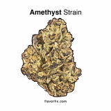 Marijuana Strains Amethyst — Spicy Grape Buzz