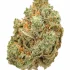 Meat Breath Strain — Pungent and Powerfully Relaxing