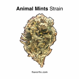 Animal Mints Strain — Minty and Mind-Bogglingly Potent