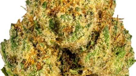 Animal Face Strain — Amped Up and Animalistic