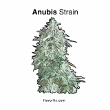 Anubis Strain — Get Blazed Like King Tut