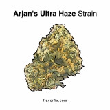 Arjan’s Ultra Haze #1 Strain — It’s Top of the Line