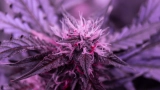 Autoflower Seeds — Special Cannabis Seeds